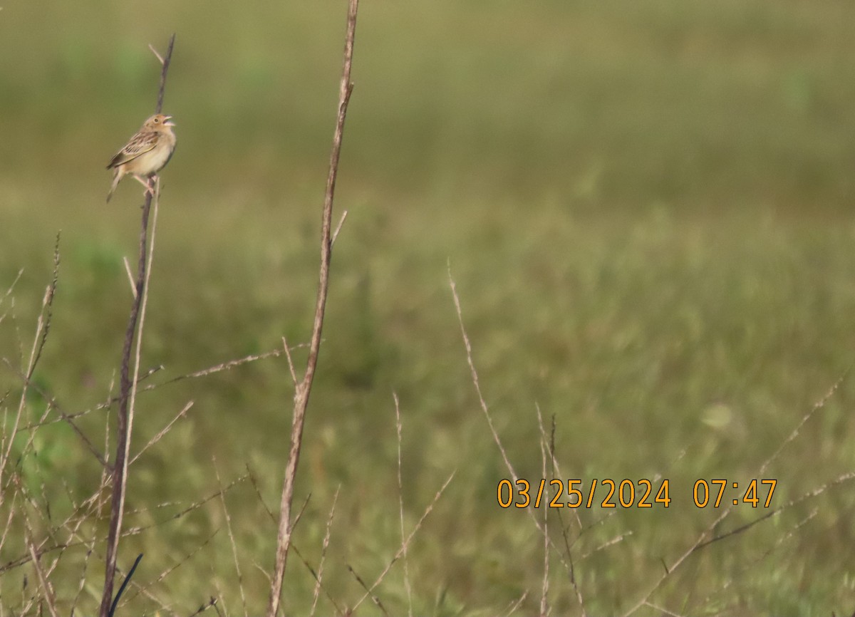 Grasshopper Sparrow - ML616495970