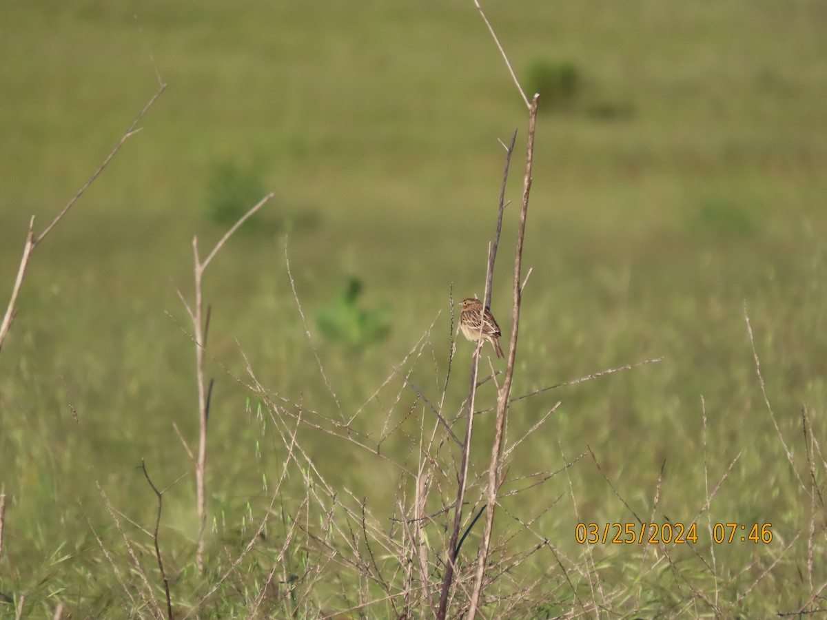 Grasshopper Sparrow - Dawn Garcia