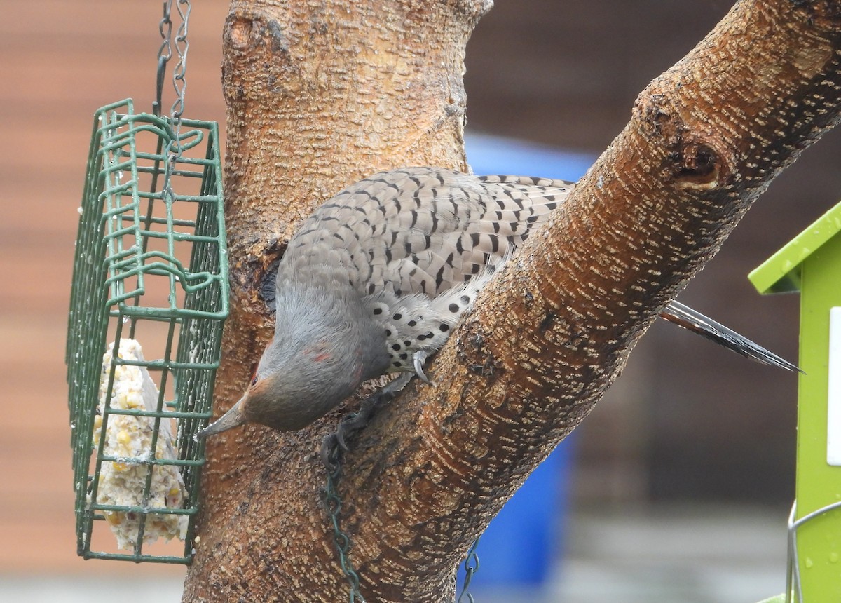 Northern Flicker (Red-shafted) - ML616495978