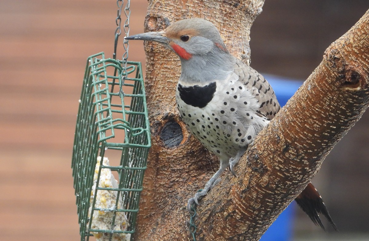 Northern Flicker (Red-shafted) - ML616495980