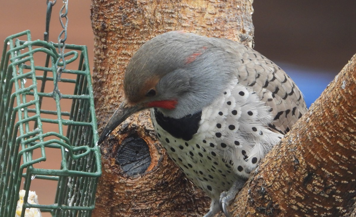 Northern Flicker (Red-shafted) - ML616495981