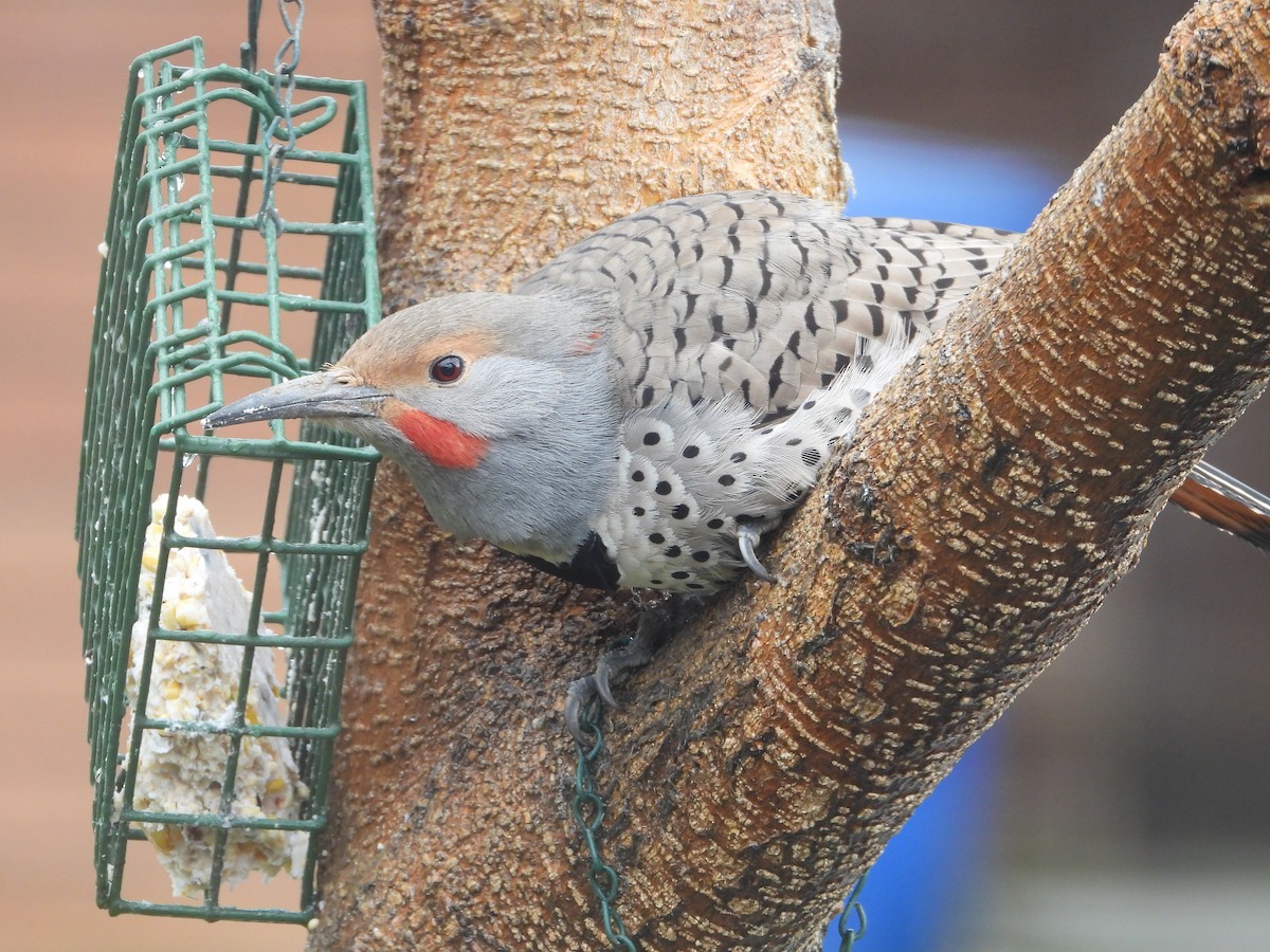 Northern Flicker (Red-shafted) - ML616495984