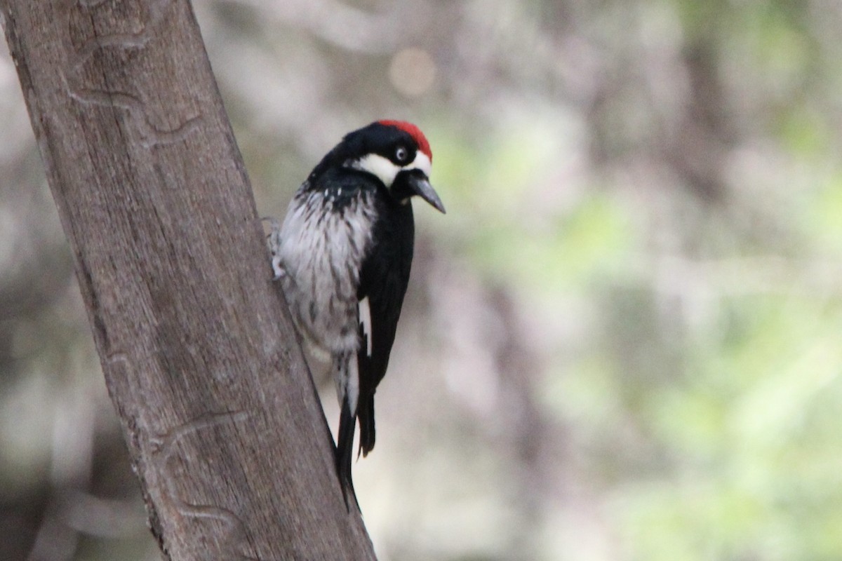Acorn Woodpecker - ML616495985