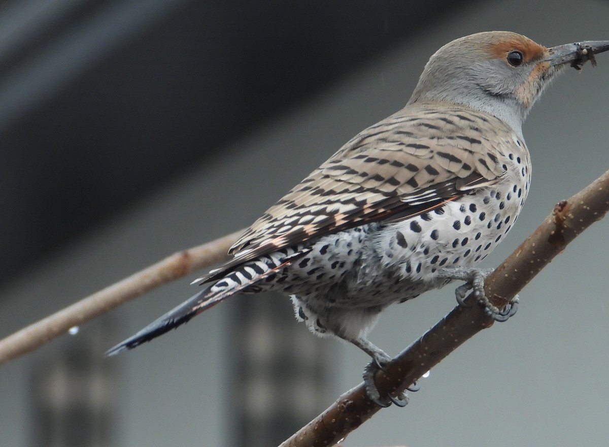 Northern Flicker (Red-shafted) - ML616495988
