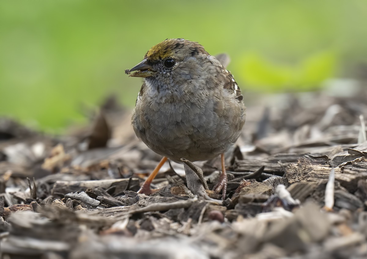 Golden-crowned Sparrow - Gail  West