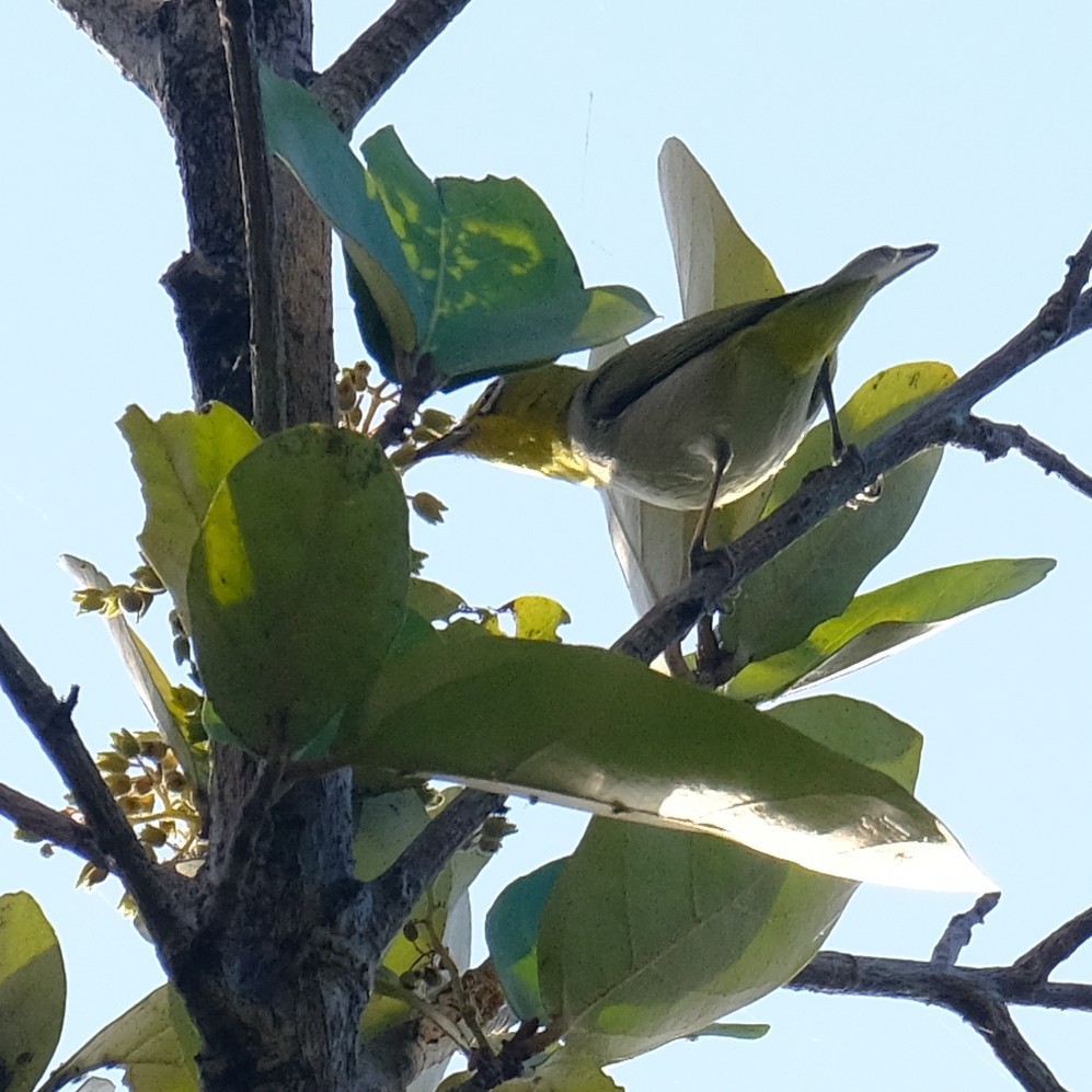 ML616496058 - Swinhoe's White-eye - Macaulay Library