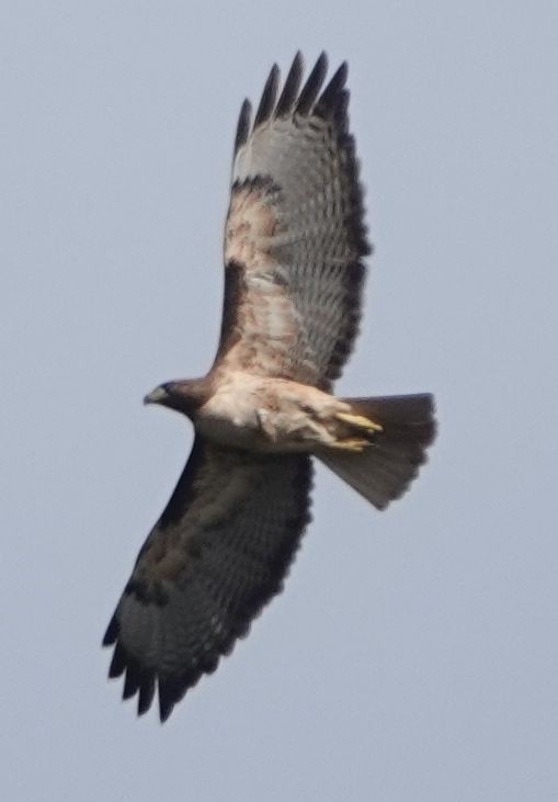Red-tailed Hawk (calurus/alascensis) - ML616496163