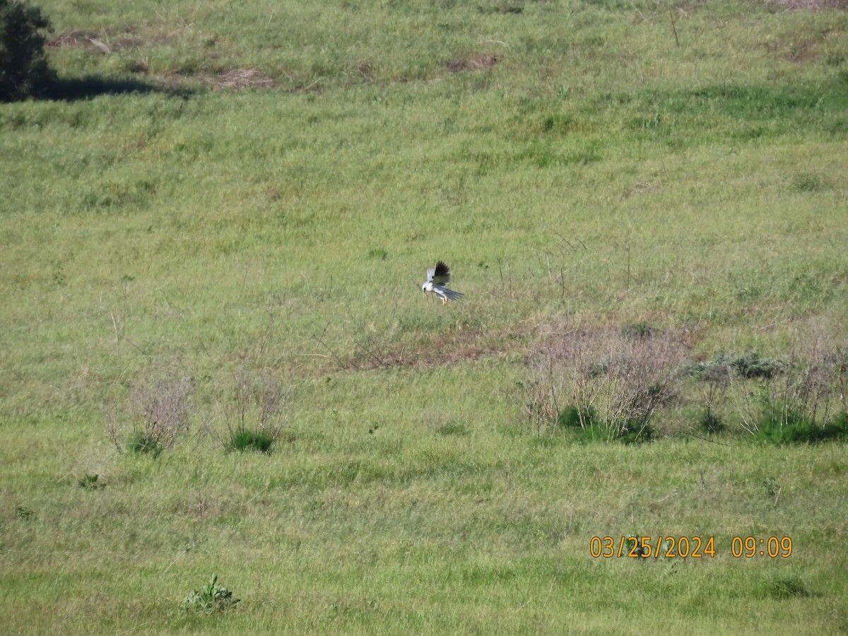 White-tailed Kite - ML616496181