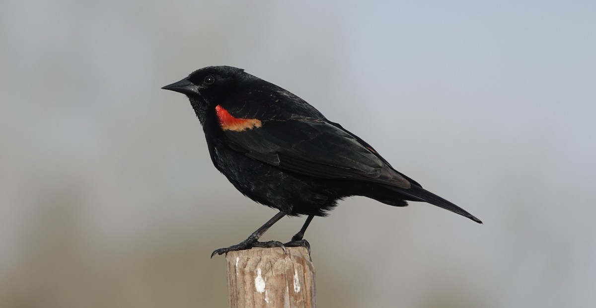 Red-winged Blackbird - Brad Rumble