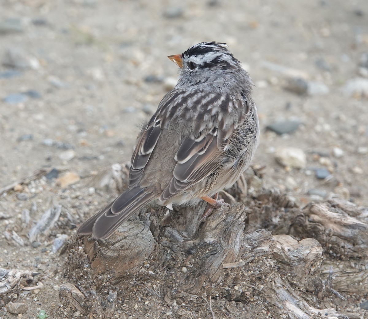 White-crowned Sparrow (Gambel's) - ML616496362