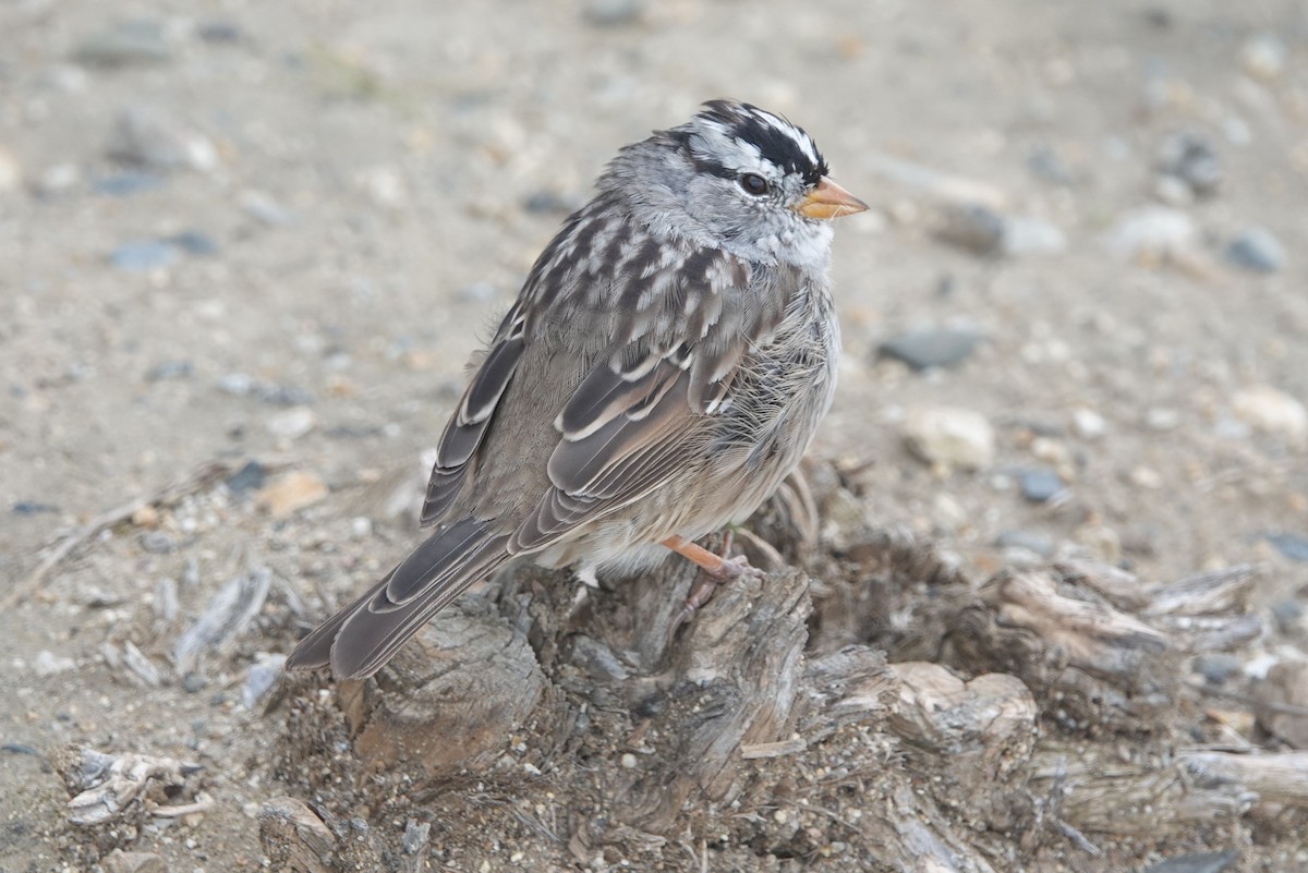 White-crowned Sparrow (Gambel's) - ML616496364