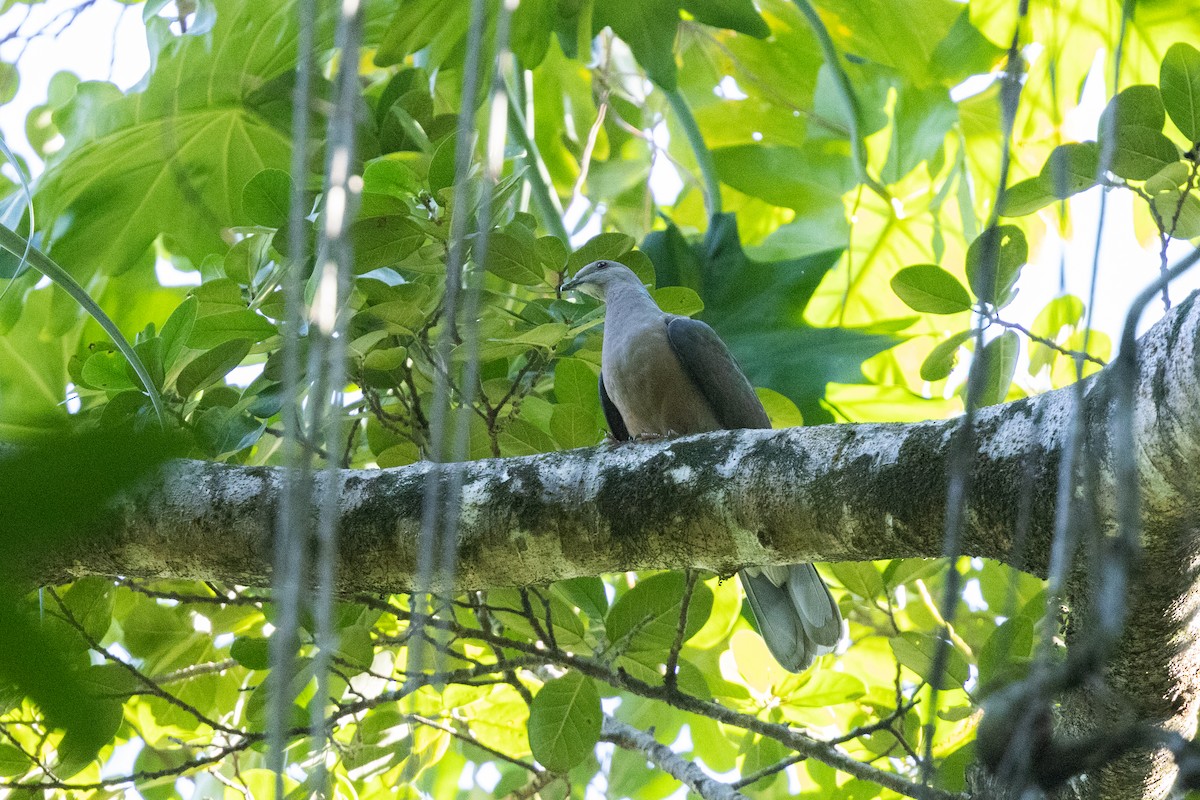 White-crowned Pigeon - ML616496512