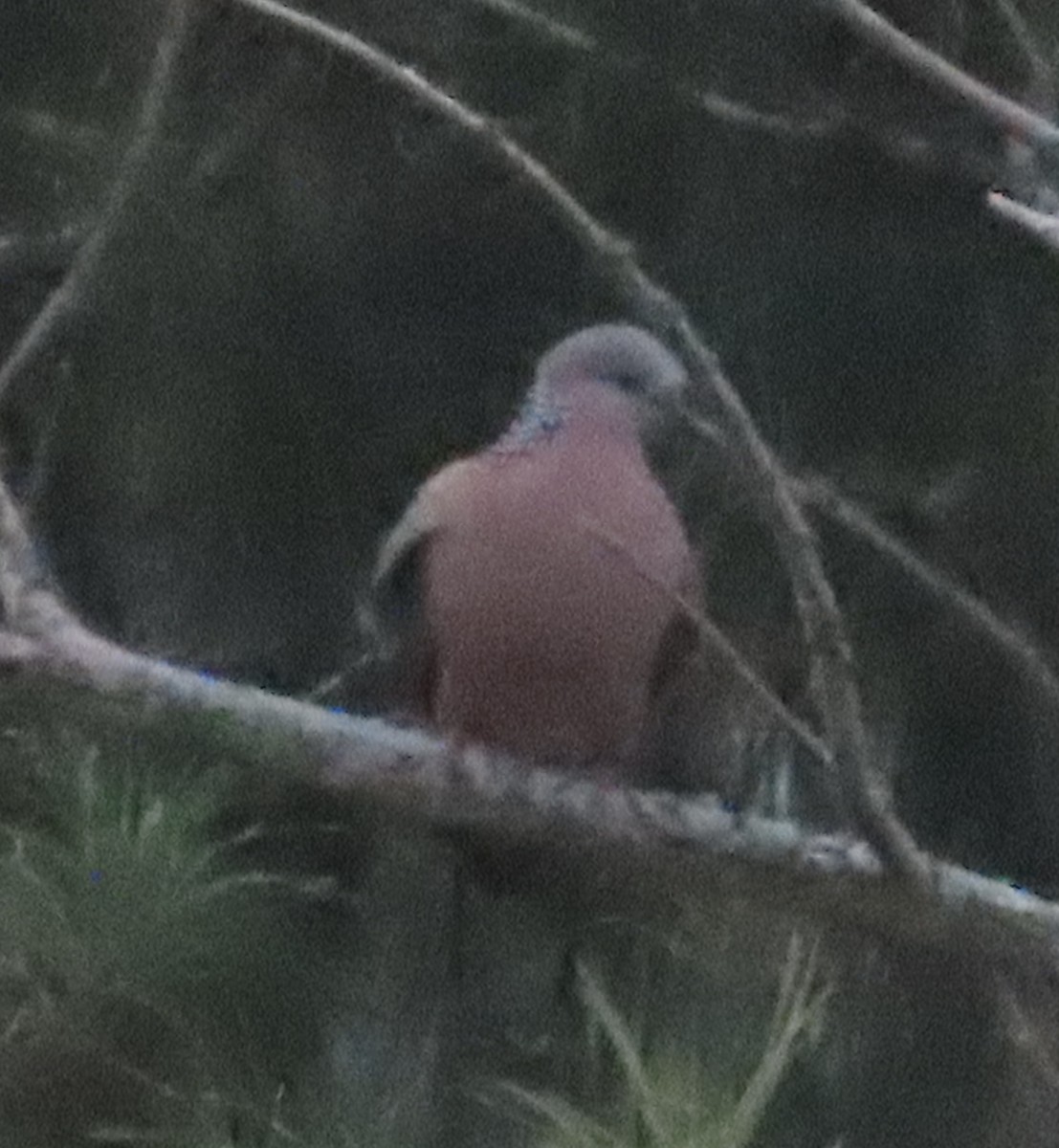 Spotted Dove - ML616496625