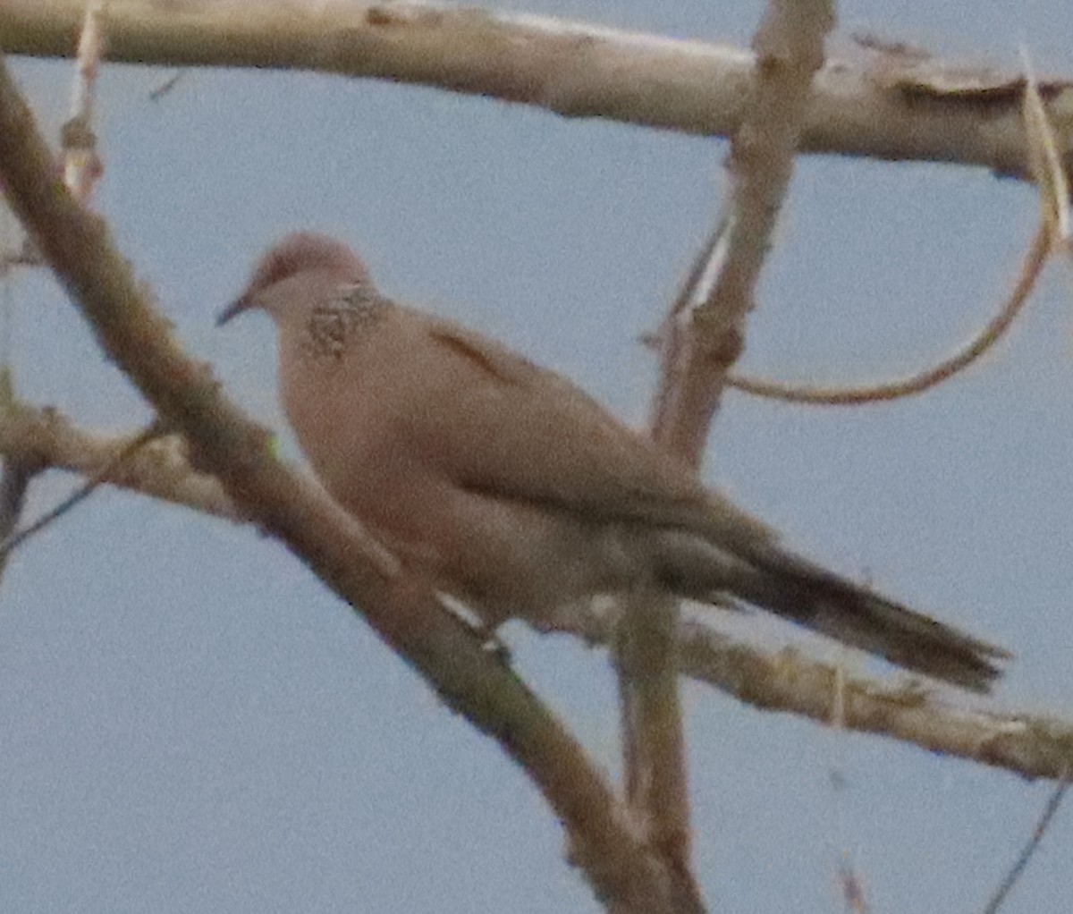 Spotted Dove - ML616496627