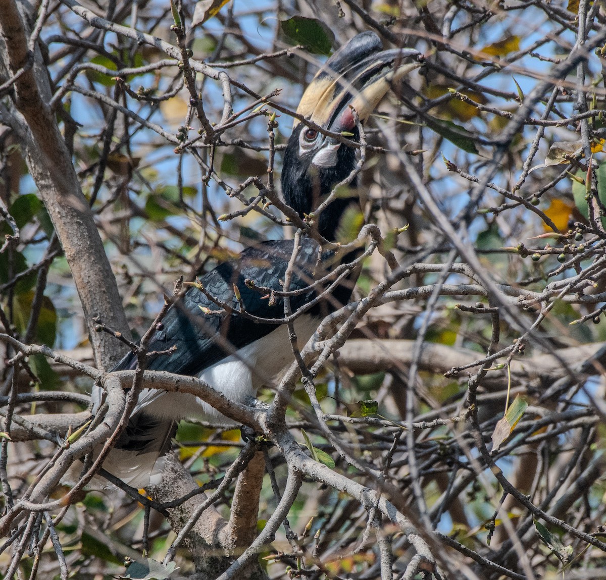 Oriental Pied-Hornbill - Bhupinderjit  Kaur Waraich