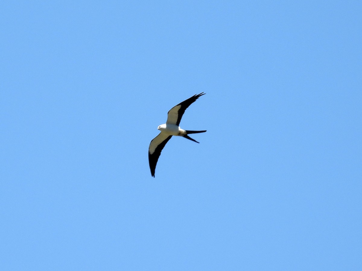 Swallow-tailed Kite - ML616496943