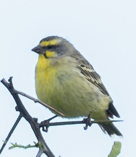 Yellow-fronted Canary - ML616496945