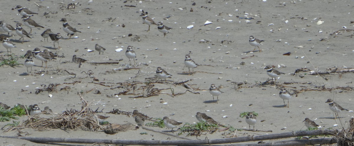Semipalmated Plover - Brian Kinney