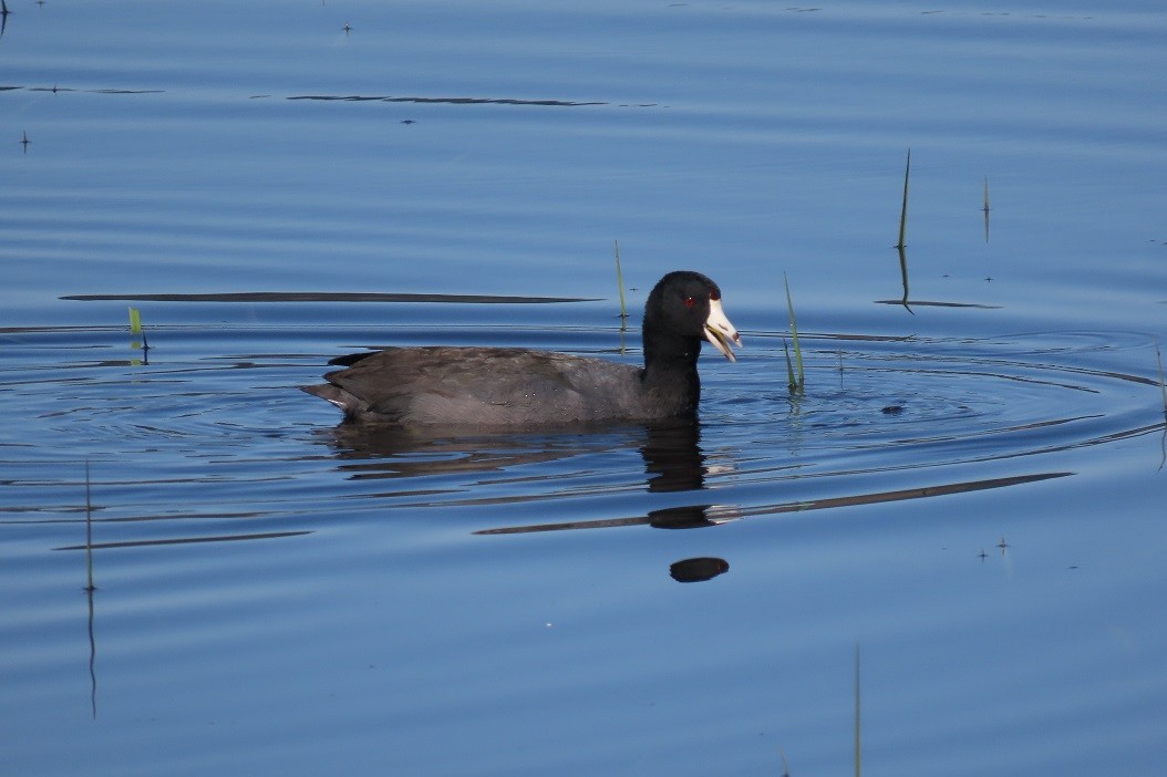 American Coot (Red-shielded) - Mark Vernon
