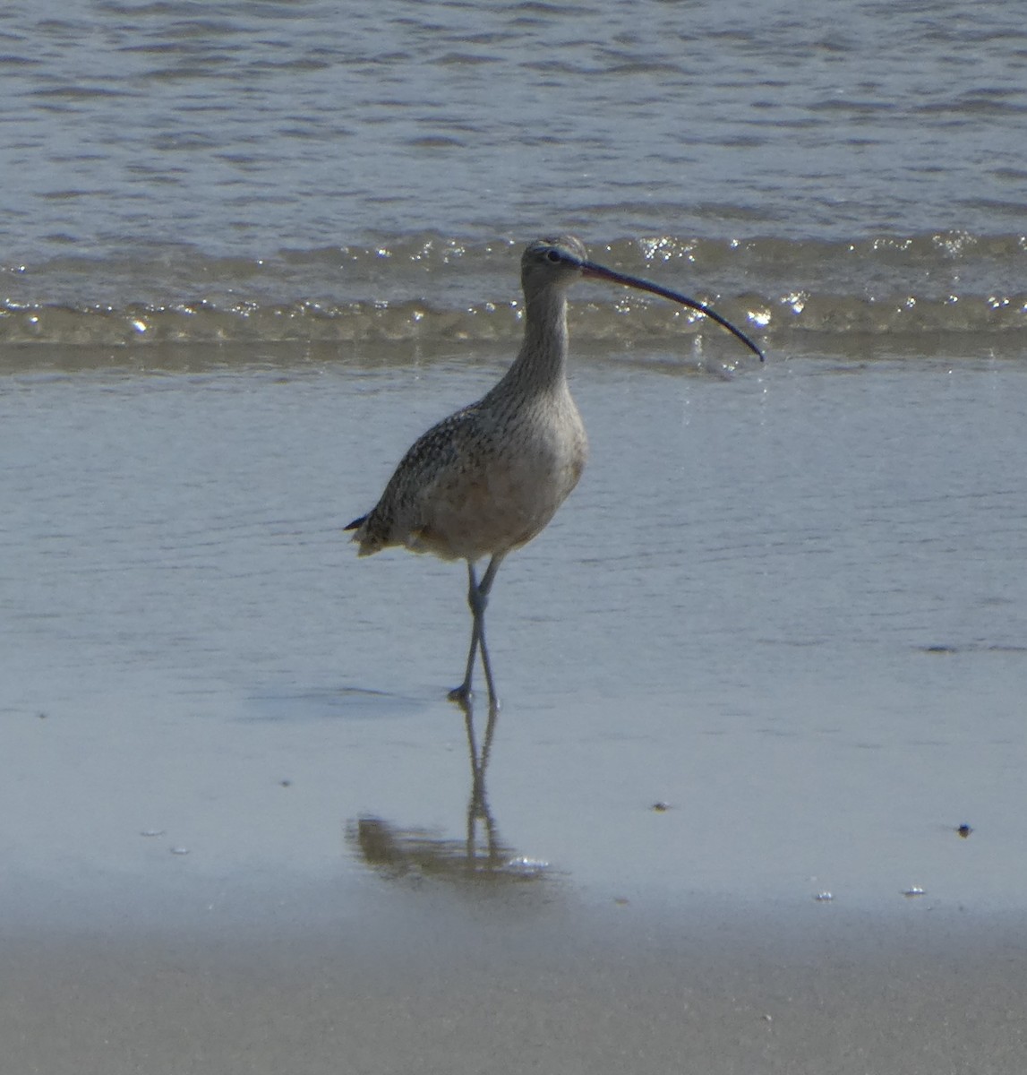 Long-billed Curlew - ML616497074