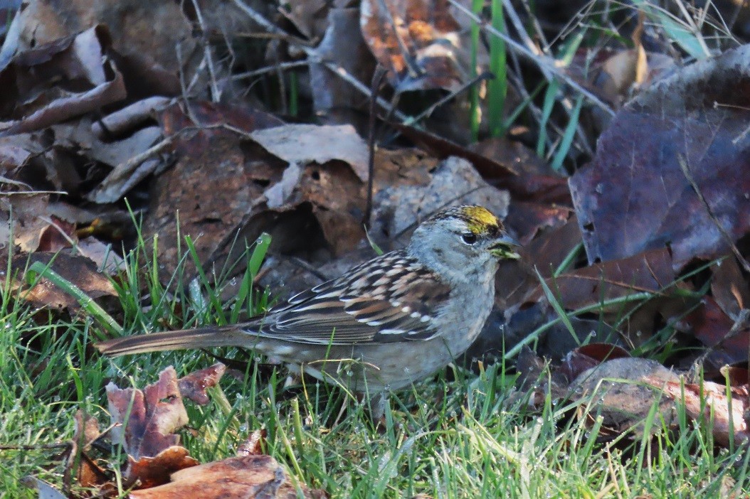 Golden-crowned Sparrow - ML616497323