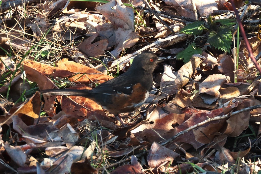 Spotted Towhee - ML616497388