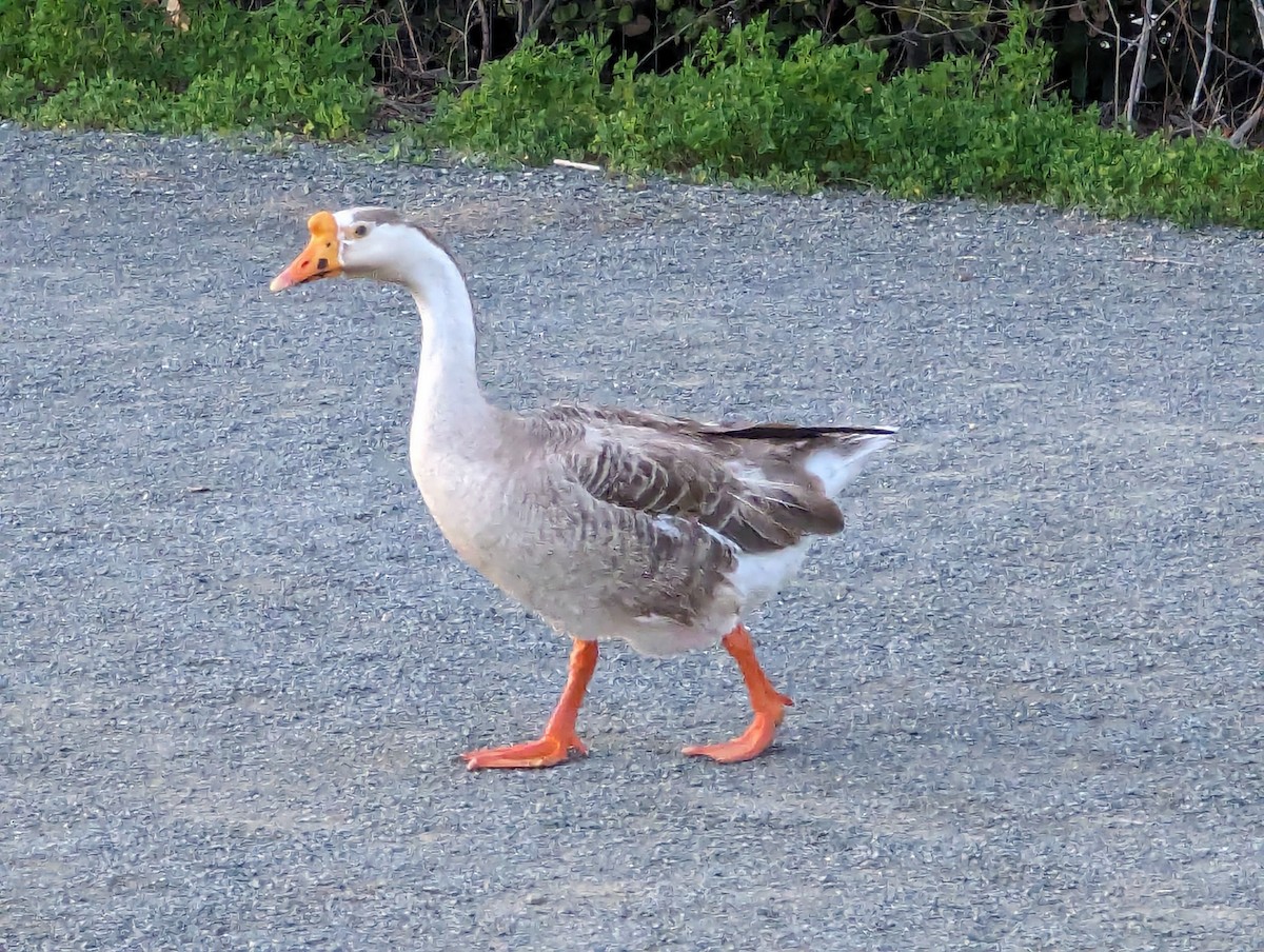 Domestic goose sp. (Domestic type) - ML616497423