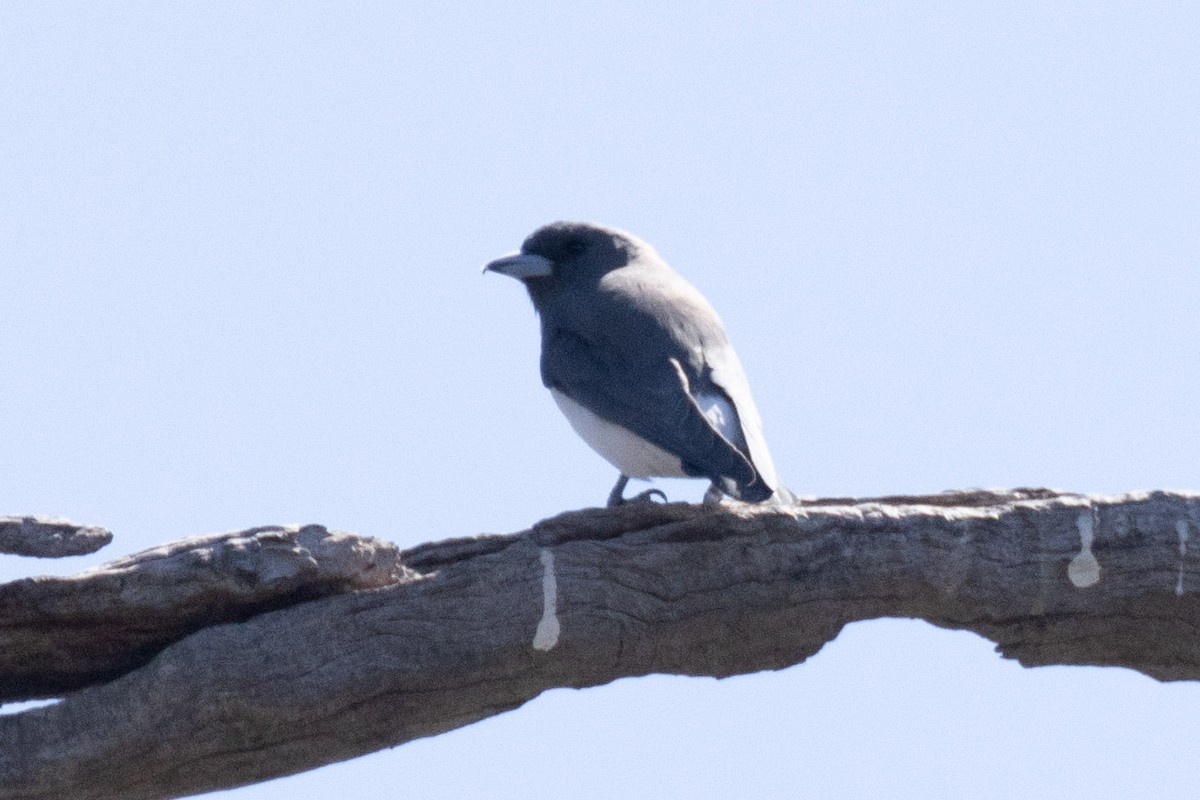 White-breasted Woodswallow - ML616497494