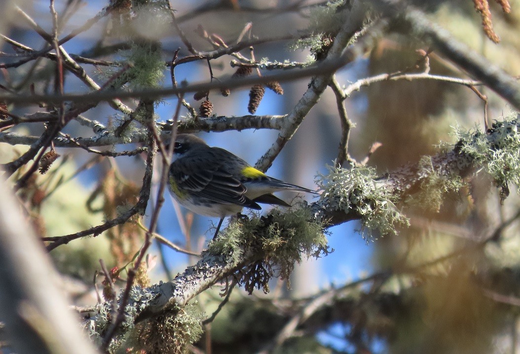 Yellow-rumped Warbler (Myrtle) - Mark Vernon