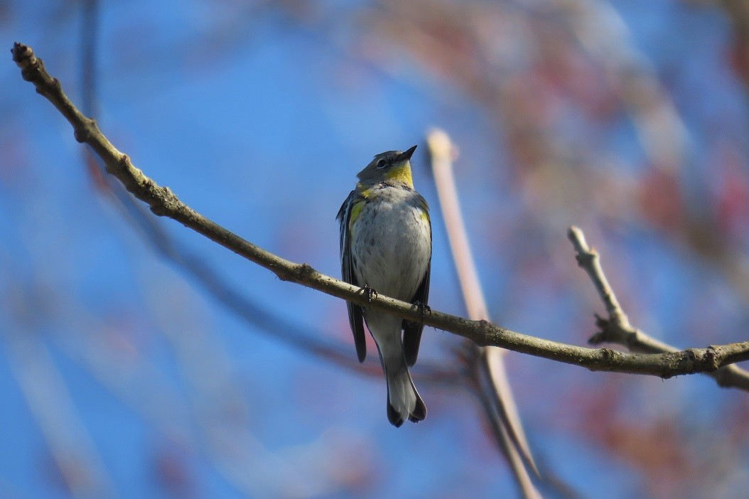 Yellow-rumped Warbler (Audubon's) - Mark Vernon