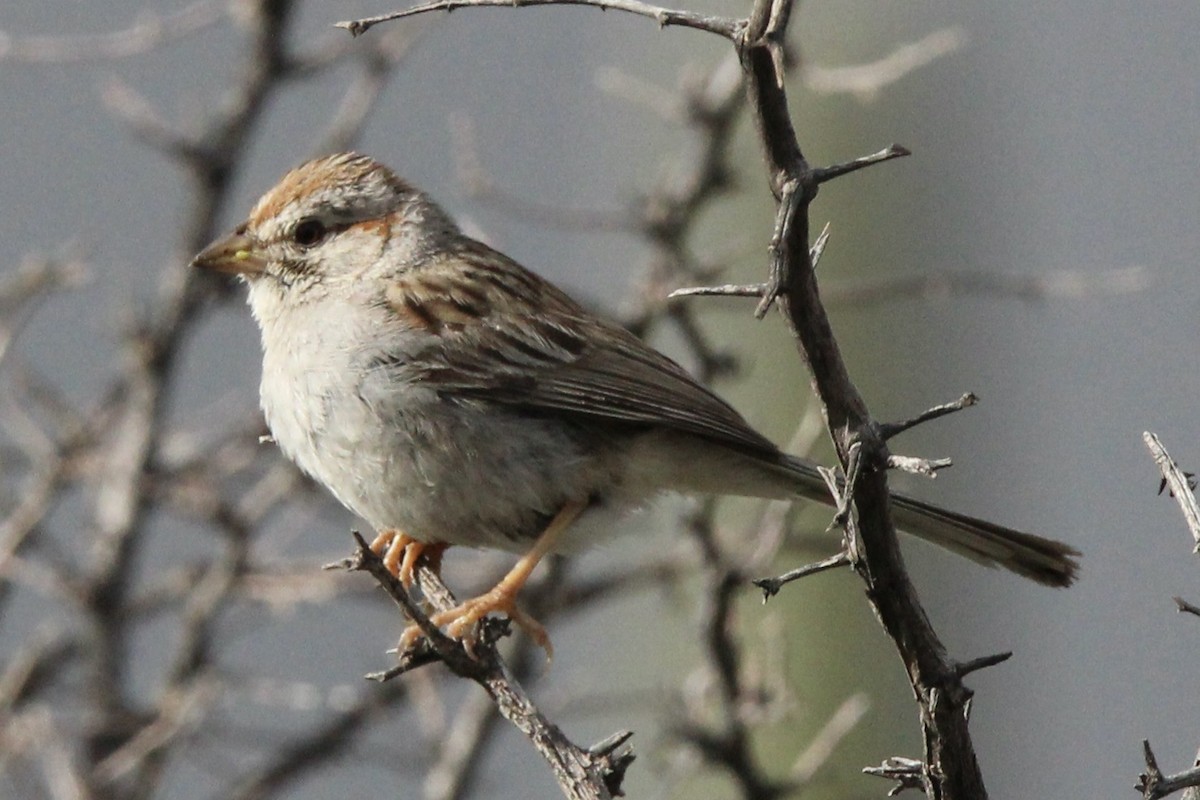 Rufous-winged Sparrow - ML616497639