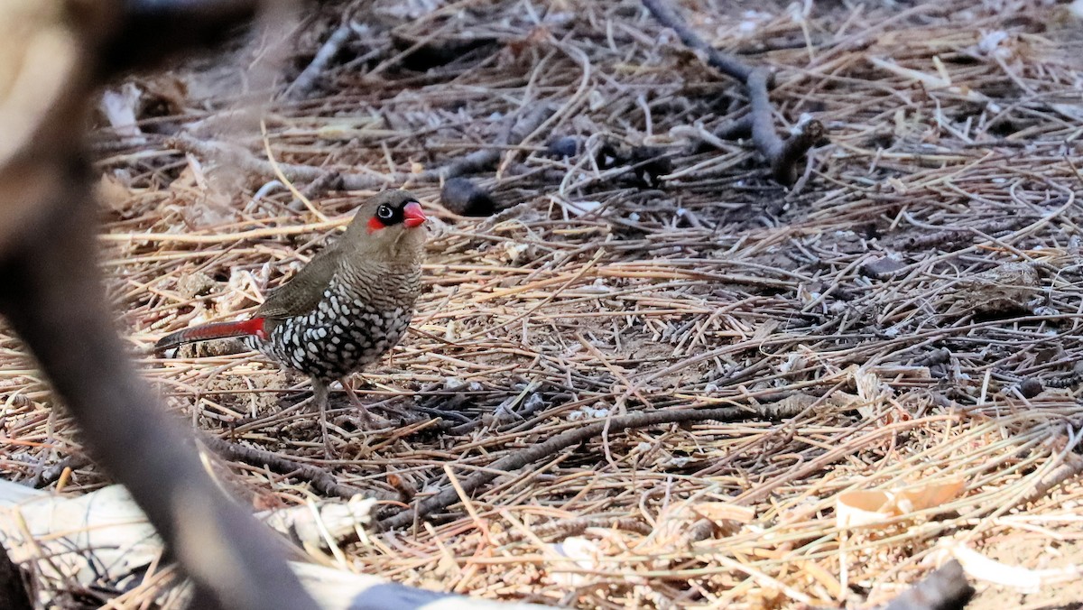 Red-eared Firetail - ML616497684