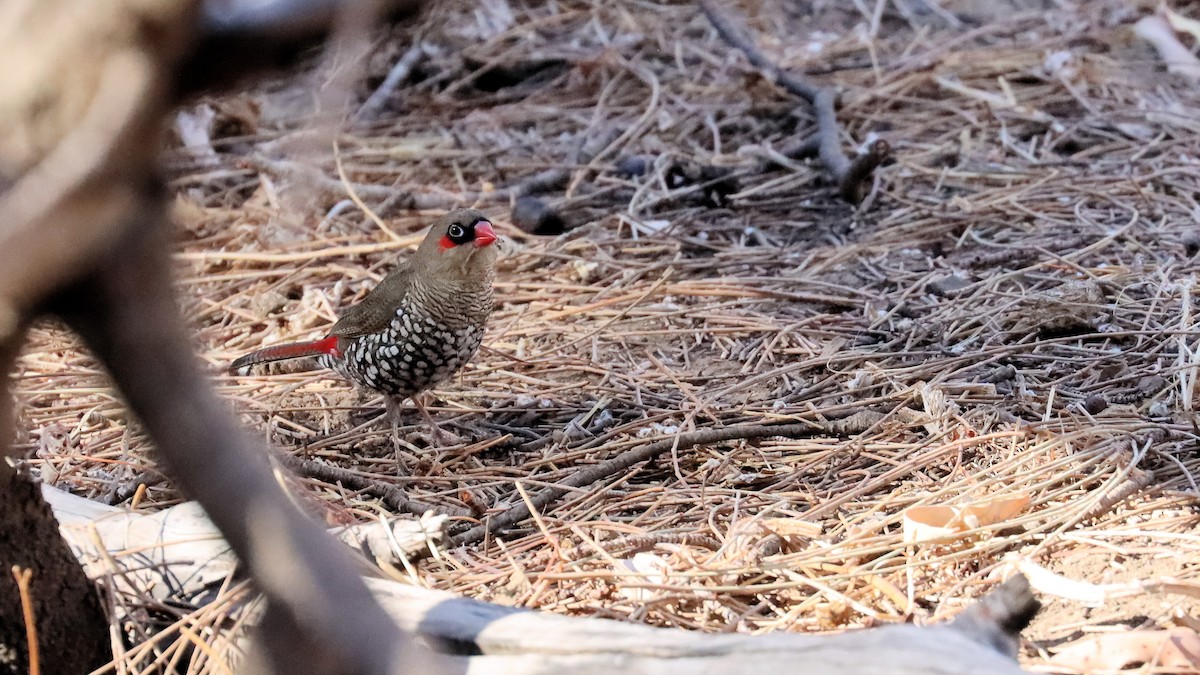 Red-eared Firetail - ML616497685