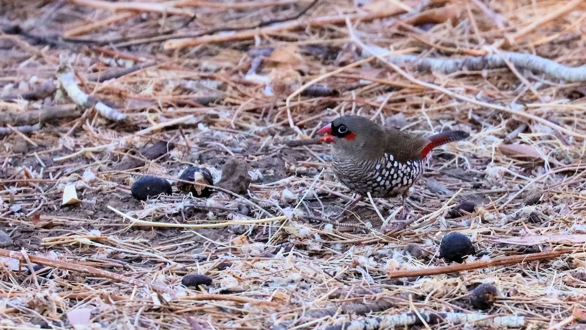 Red-eared Firetail - ML616497686