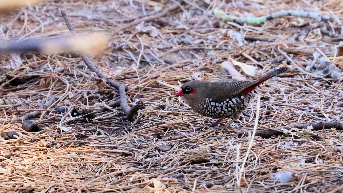 Red-eared Firetail - ML616497687