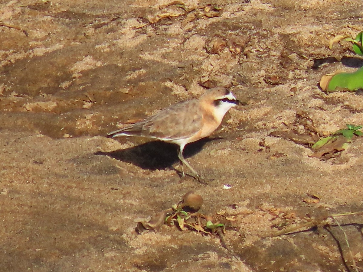 White-fronted Plover - ML616497741