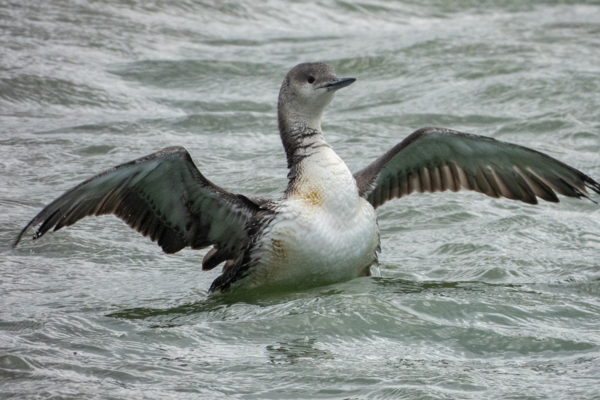 Red-throated Loon - ML616497768