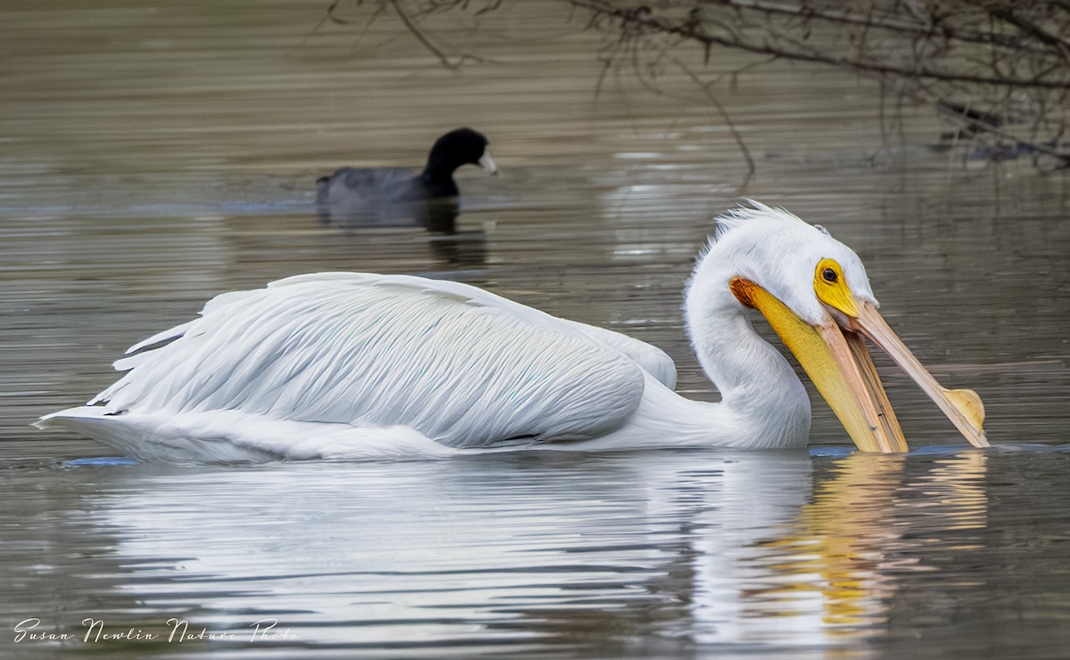 American White Pelican - Susan Newlin