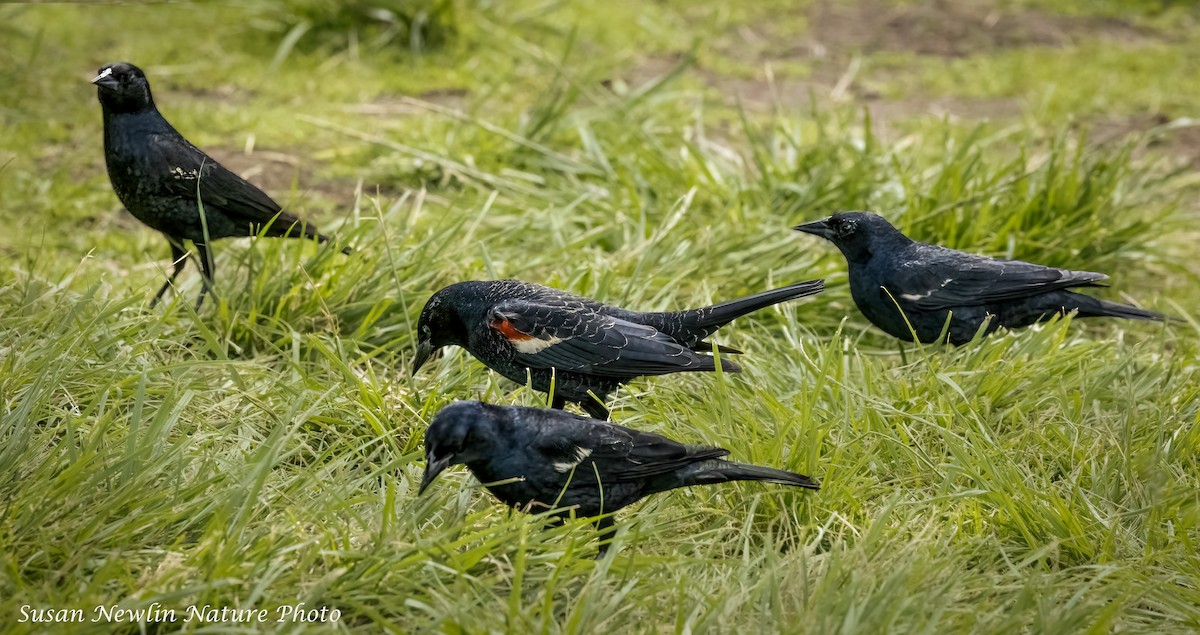Tricolored Blackbird - Susan Newlin