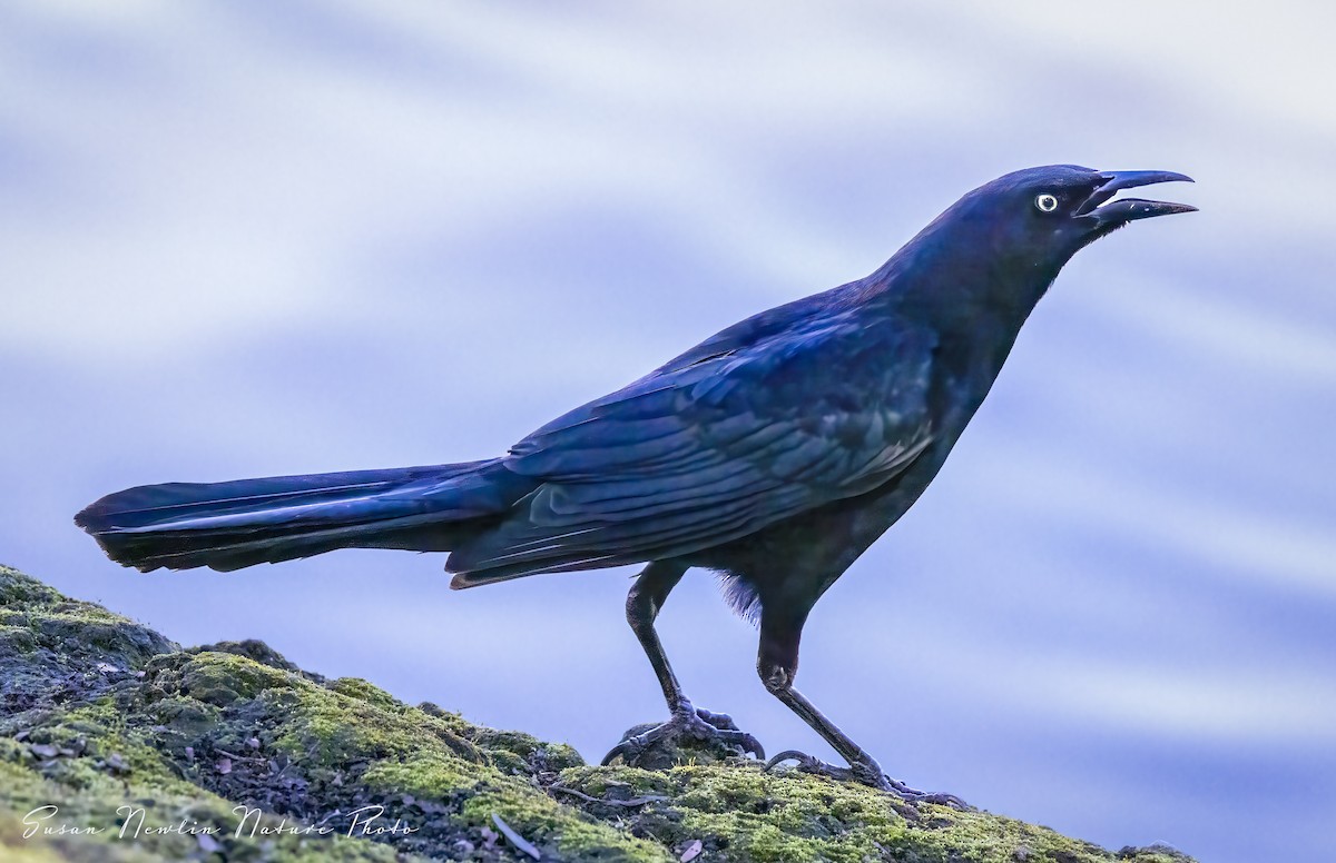 Great-tailed Grackle - ML616497835