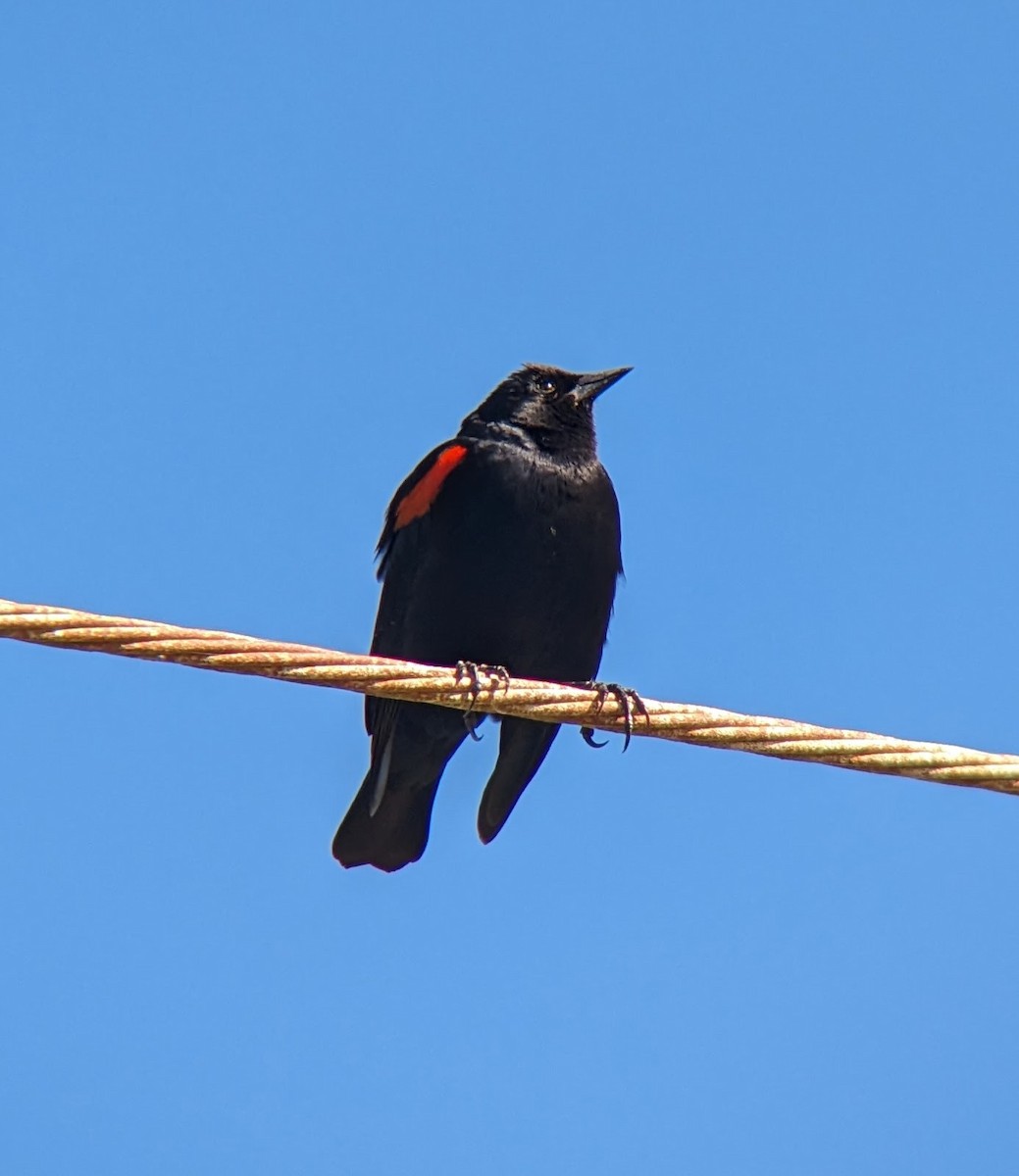Red-winged Blackbird (California Bicolored) - ML616497847