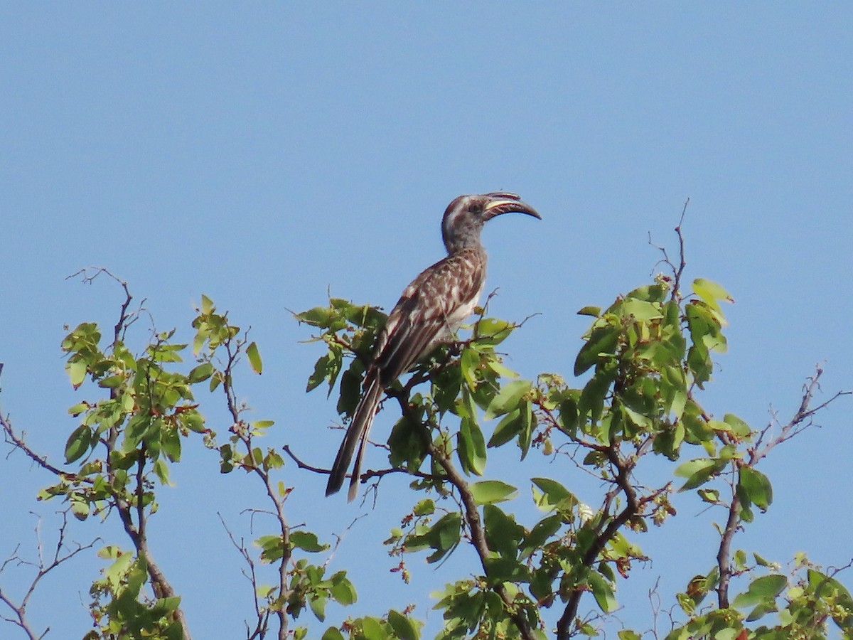 African Gray Hornbill - ML616498008