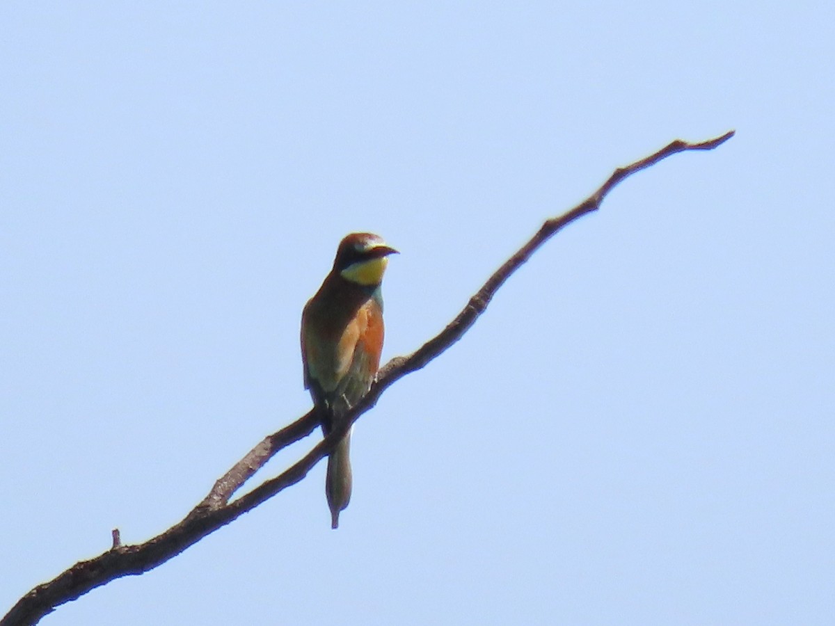 European Bee-eater - ML616498108