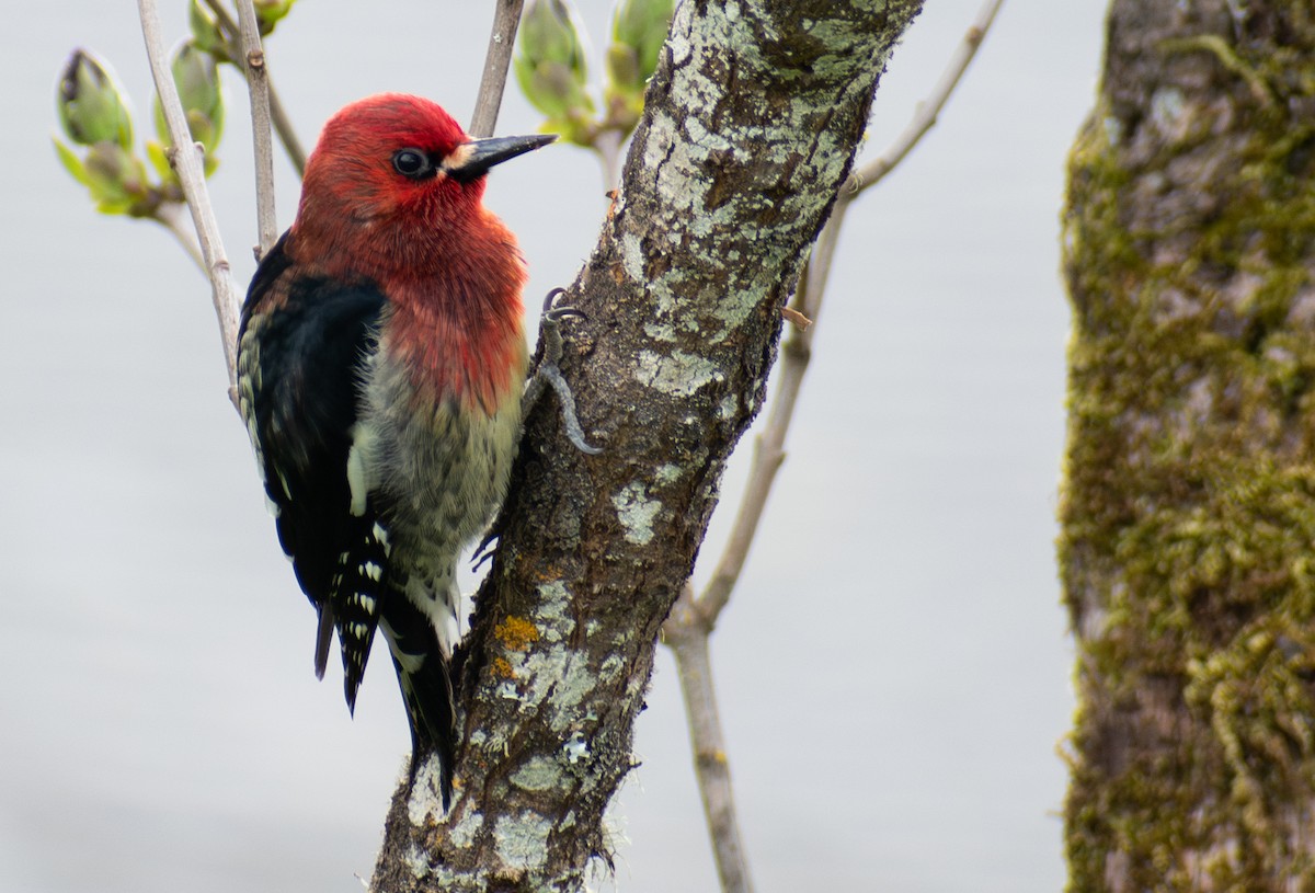 Red-breasted Sapsucker - ML616498489