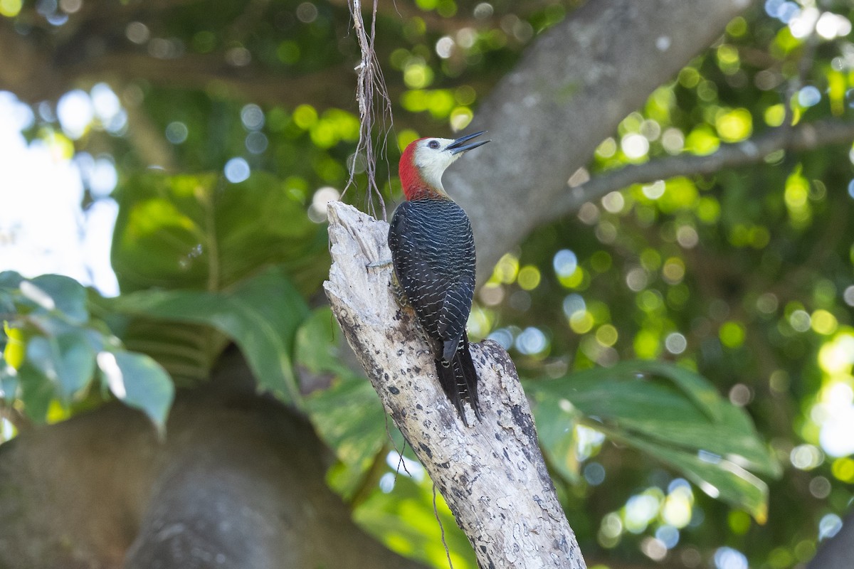 Jamaican Woodpecker - ML616498551