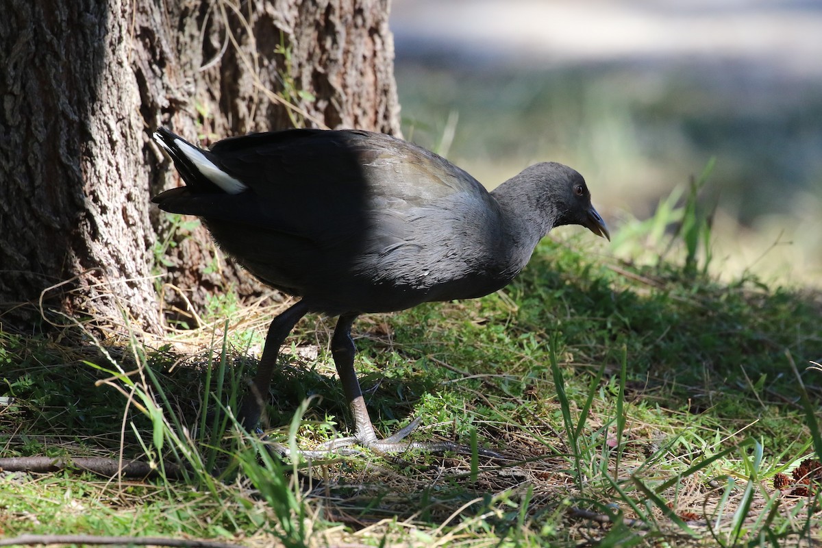 eBird Australia Checklist - 26 Mar 2024 - Gordon Pond - 16 species