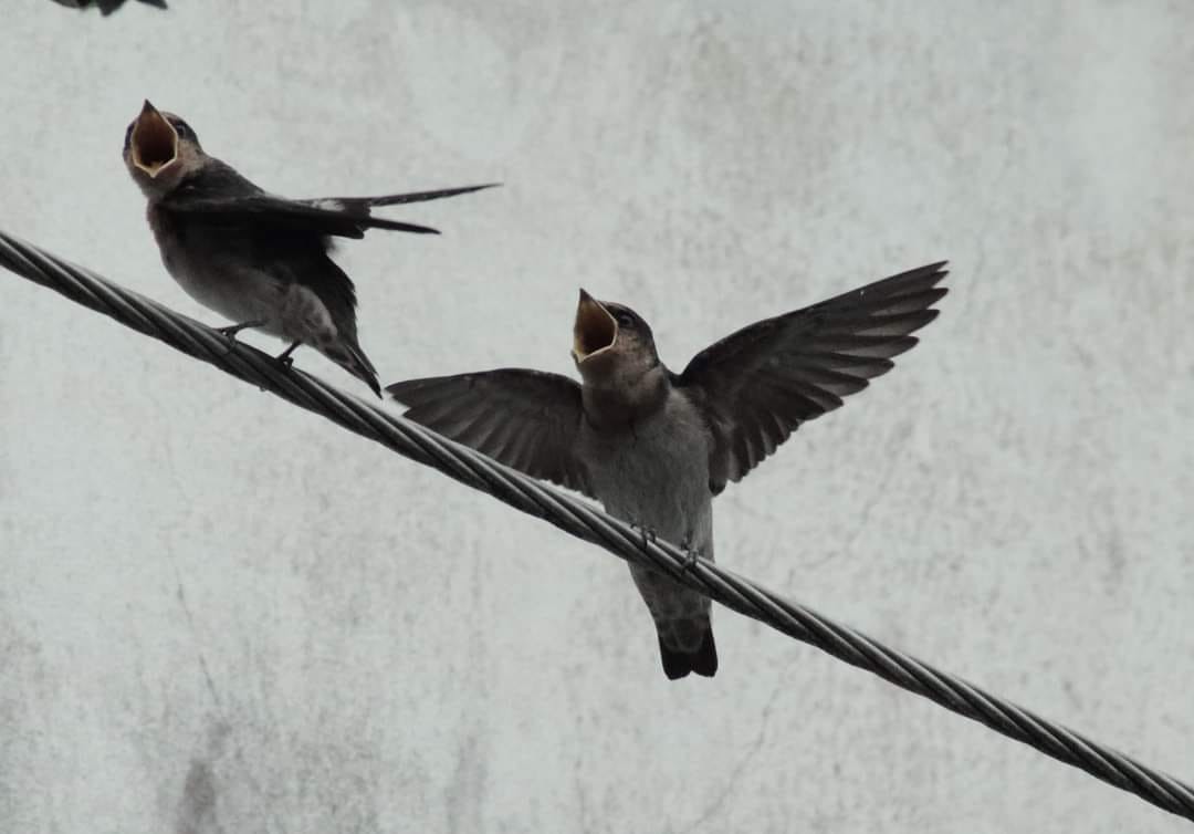 Pacific Swallow (Pacific) - ML616498619