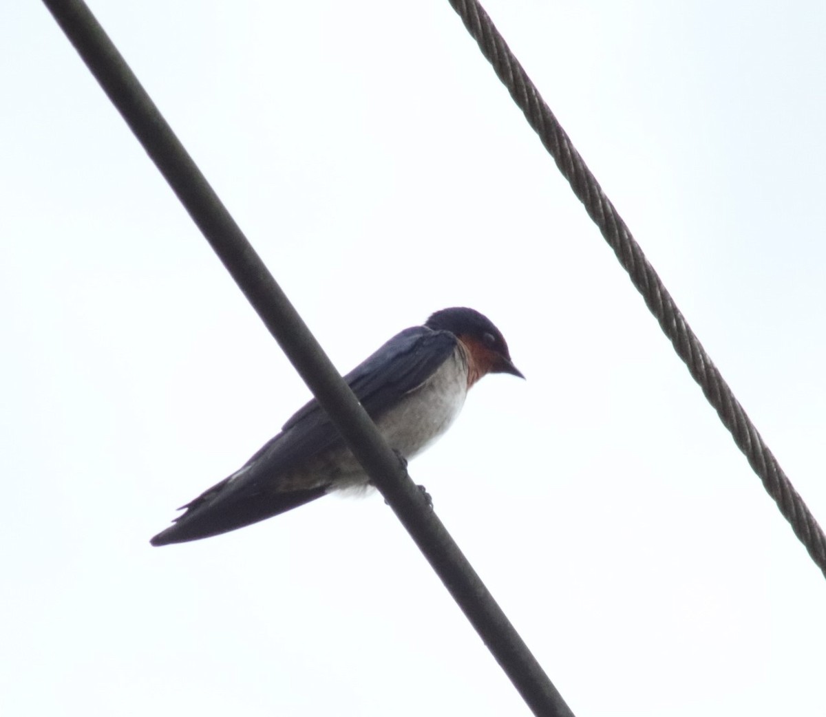 Pacific Swallow (Pacific) - ML616498620