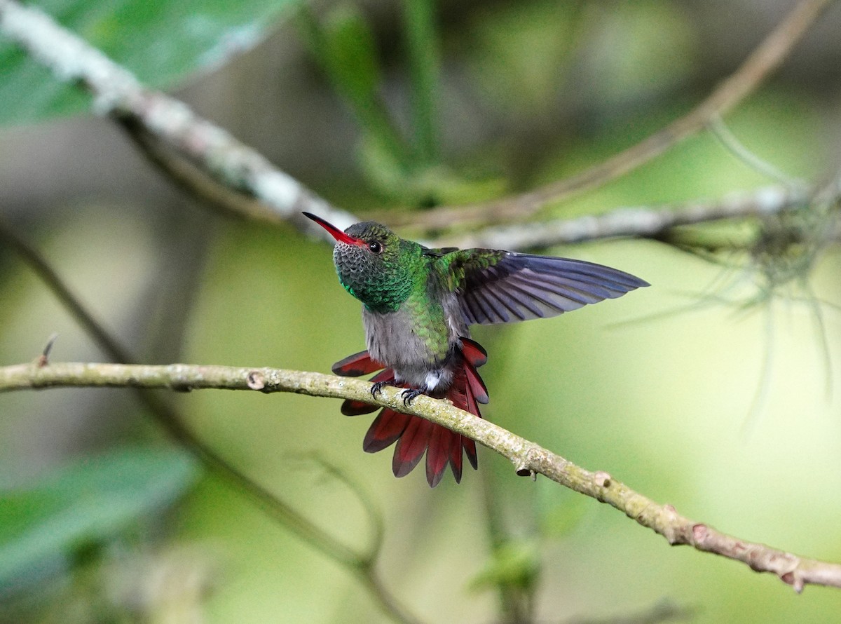 Rufous-tailed Hummingbird - ML616498646