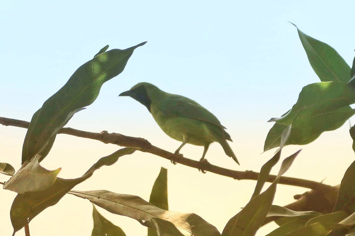Lesser Green Leafbird - ML616498714